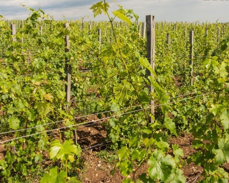 Екшън на лозе в Първомайско! Мъж хвана крадец, той пък му прегази краката с бус