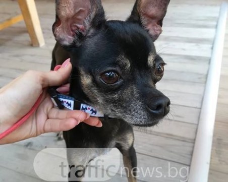 Познавате ли този мъник? Изгубил се е и търси стопаните си СНИМКИ