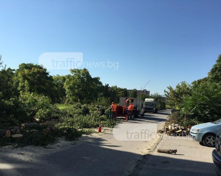 Шофирайте внимателно - кастрят дървета в Тракия СНИМКИ