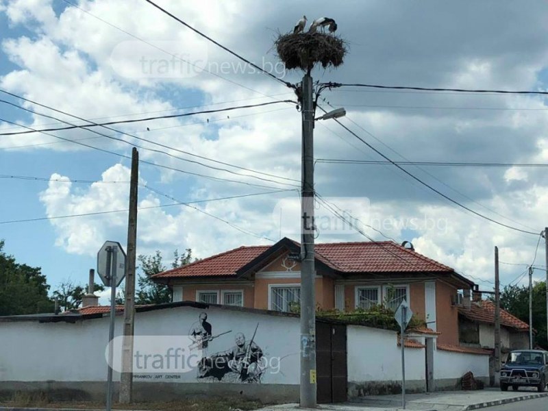 Оцелелите щъркели, покосени от волтова дъга, са в тежко състояние