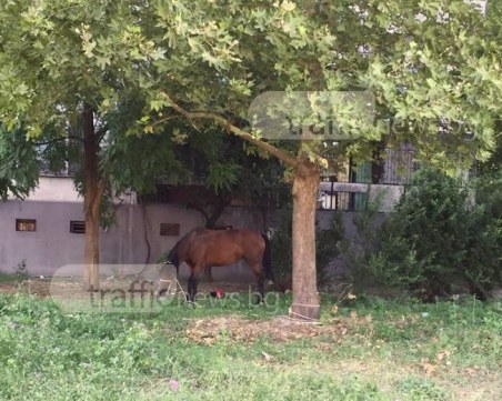 Кон цяла седмица стои завързан в пловдивска градинка и всява смут у минувачите СНИМКИ