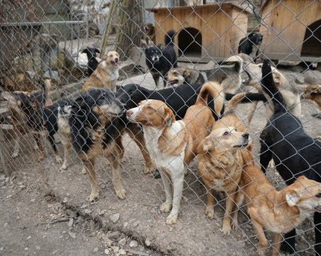 Проблемът с бездомните животни у нас стигна и до Брюксел