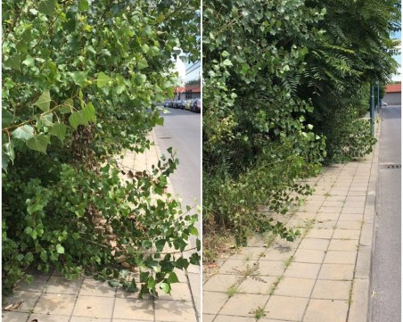 Пешеходци се борят с храсти и дървета край Полиграфията СНИМКИ