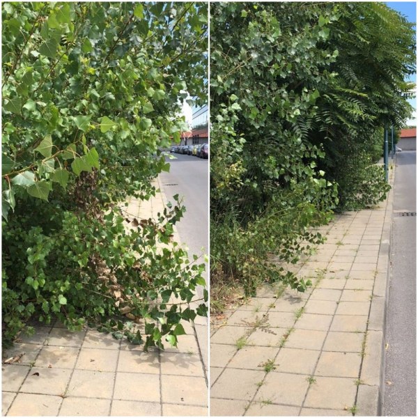 Пешеходци се борят с храсти и дървета край Полиграфията СНИМКИ