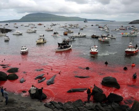 Кадри от брутално убийство на около 180 кита шокираха света ВИДЕО
