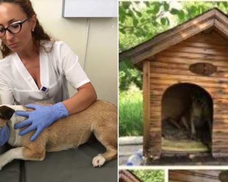 Кучето, изплашено до смърт от новогодишни бомбички, се радва на уютен дом СНИМКИ