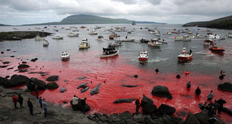 Кадри от брутално убийство на около 180 кита шокираха света ВИДЕО