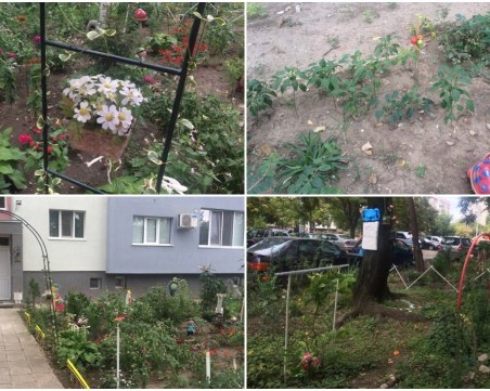 Домати поникнаха в Кючука - съседи направиха чудо с градинка пред блока СНИМКИ