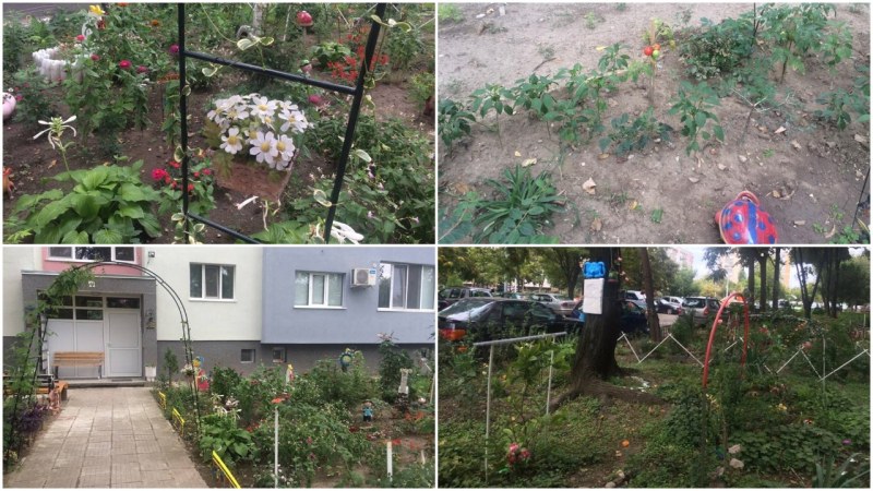 Домати поникнаха в Кючука - съседи направиха чудо с градинка пред блока СНИМКИ