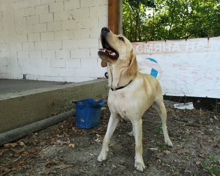 Красив лабрадор се лута сам край Захарна фабрика! Търси стопаните си СНИМКИ*