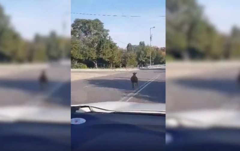 Овца избяга в опит да спаси живота си на Байрама ВИДЕО