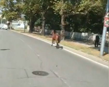 Кон препуска по главен булевард в Пловдив, минава между колите ВИДЕО