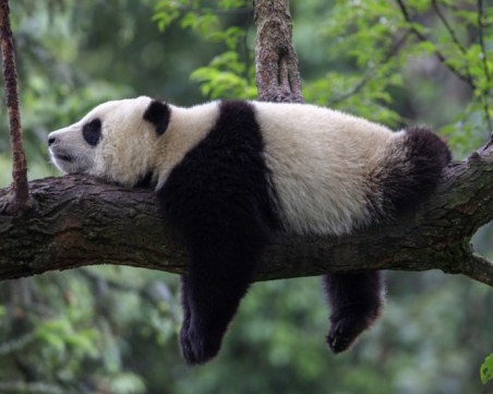 Най-мързеливите - победителите в човешката еволюция