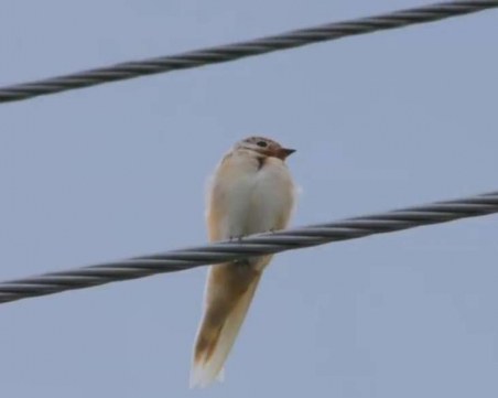 Бяла лястовичка зарадва хората в Стрелча ВИДЕО