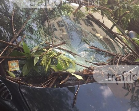 Дърво падна върху кола в Пловдив