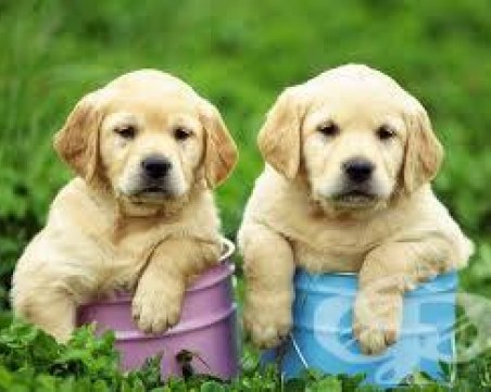 Пловдив набъбна с 550 домашни кучета