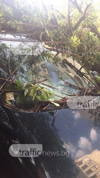 Дърво падна върху кола в Пловдив