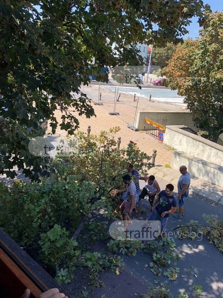 Камион събори огромен клон в центъра на Пловдив и изчезна СНИМКИ