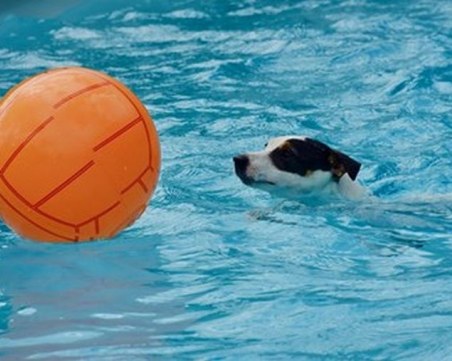 В Турция откриват плаж за домашни любимци