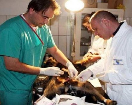 Частните ветеринари излизат на национален протест