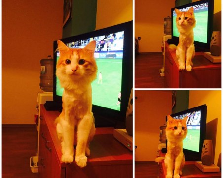 Пловдивчанин изгуби домашния си любимец, виждали ли сте го? СНИМКИ*