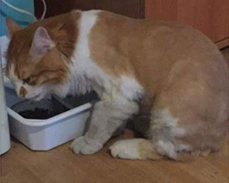 Щастлива развръзка! Мишо вече си е у дома СНИМКИ