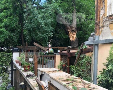 Режат дърво на пъпа на Пловдив, създало редица неприятности на хората в близост СНИМКИ