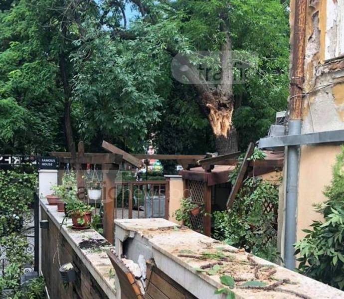 Режат дърво на пъпа на Пловдив, създало редица неприятности на хората в близост СНИМКИ