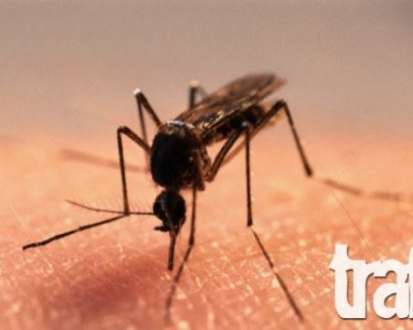 Епидемия от нилска треска нахлу в съседни на България държави