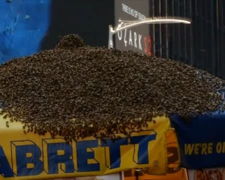 Нашествие на пчели отцепи цял площад в Ню Йорк