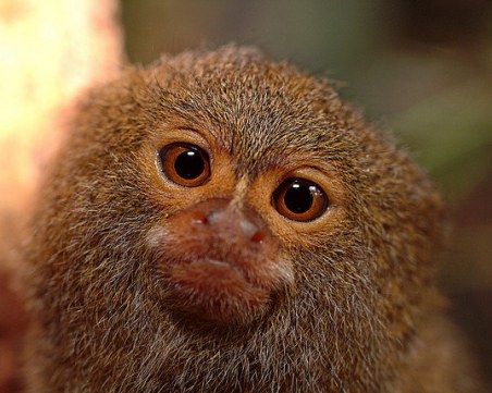 Мармозетка драсна от зоопарка и отиде да яде... пържени картофи