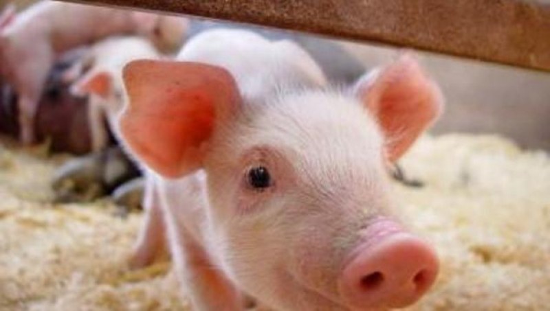 БАБХ проверява сигнал за африканска чума по свинете