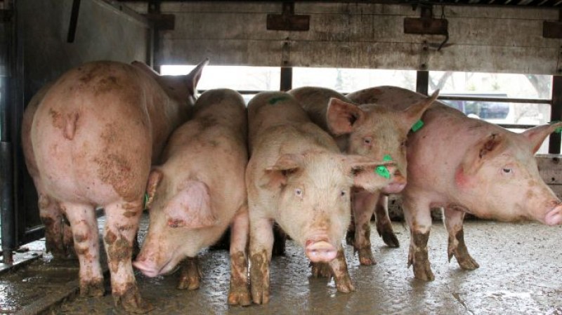 Първи случай на африканска чума по свинете в България