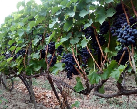 Слаба и скъпа реколта от грозде прогнозират в Пловдивско