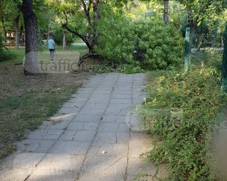 Огромен клон се стовари на метри от детска площадка в центъра на Пловдив