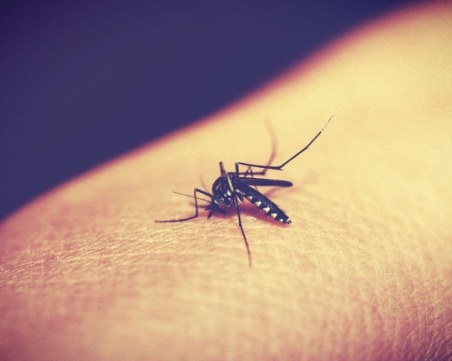 Д-р Ангел Кунчев: Няма условия за епидемия от западнонилска треска у нас