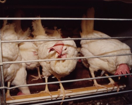 ЕС забранява да гледаме зайци, кокошки и други животни в клетки