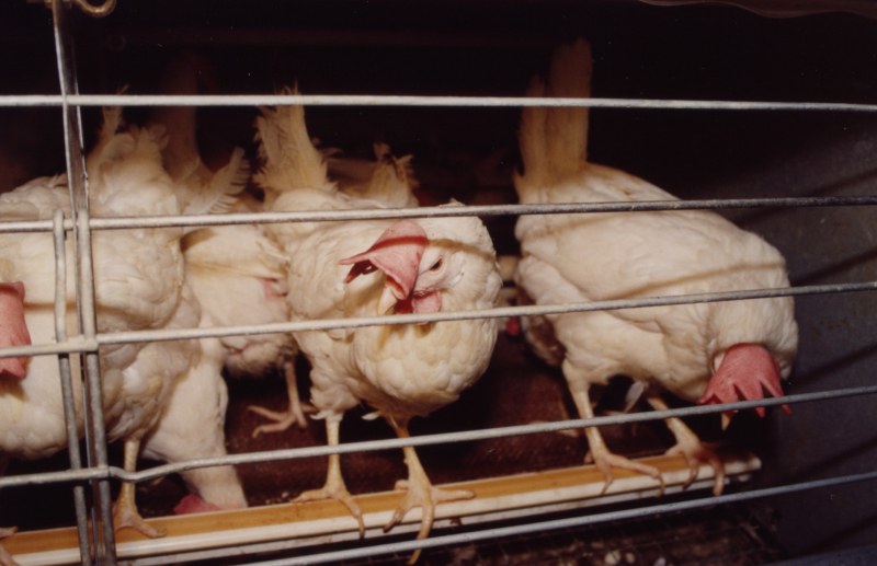 ЕС забранява да гледаме зайци, кокошки и други животни в клетки