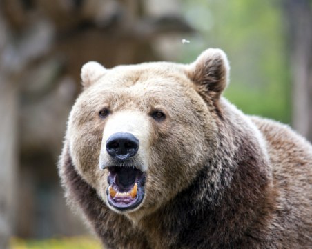 Мечка уби овца, други 52 са се задушили при опит да се приберат в обора