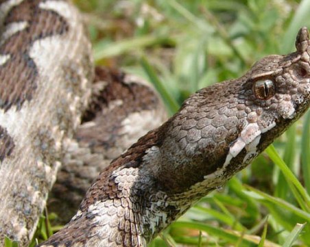 Пепелянка ухапа 30-годишен мъж в Бургас