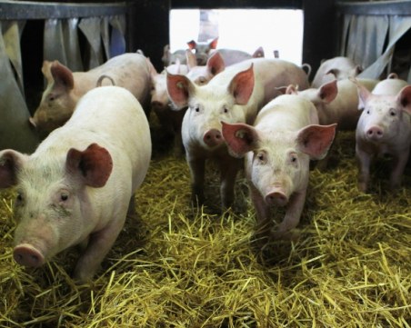 Русия наложи ограничение на вноса на свинско месо от България