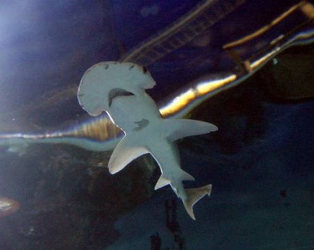 Откриха акули, които се хранят с водорасли