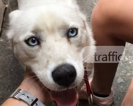 Куче с леденосини очи се изгуби в района на ТЕТ-а, помогнете да намерим стопаните СНИМКИ