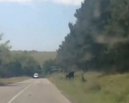 Опасен път край Пловдив! Поредица от катастрофи заради... крави ВИДЕО