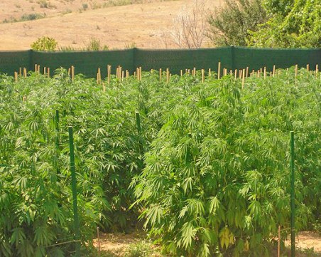 Разкриха наркоферма на пловдивчани в село Беловица