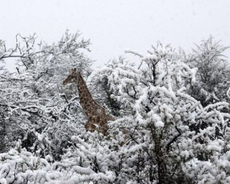 Сняг падна в Южна Африка, затрупа жирафи и слонове
