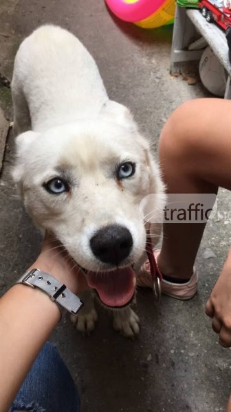Куче с леденосини очи се изгуби в района на ТЕТ-а, помогнете да намерим стопаните СНИМКИ