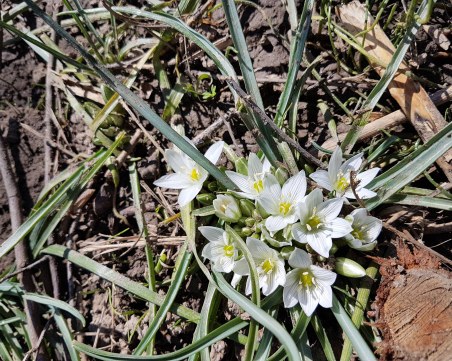 Голямото групово засаждане на цветя в Ботаническата градина в Пловдив започва!