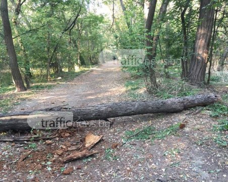Изгнило дърво се стовари върху алея в Лаута СНИМКИ