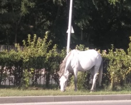 Красив жребец излезе на паша насред пловдивски булевард СНИМКИ